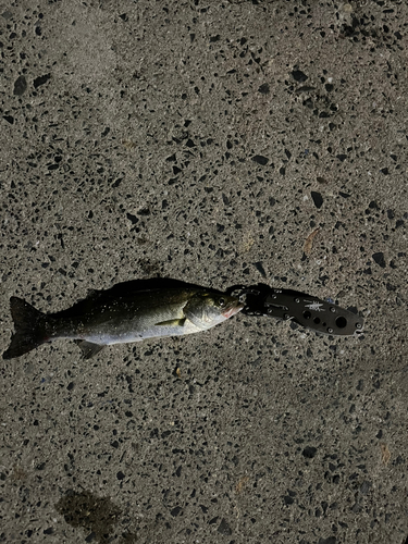 セイゴ（マルスズキ）の釣果