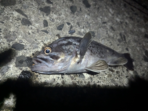 ソイの釣果