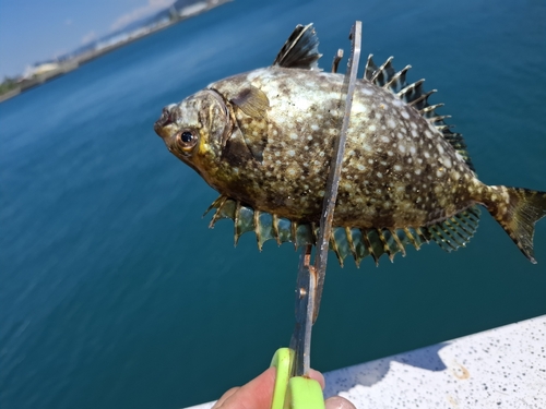 アイゴの釣果