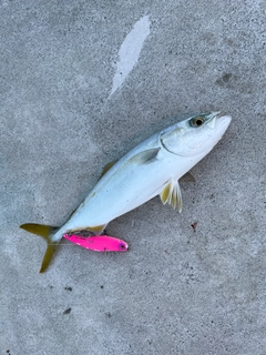 ワカシの釣果