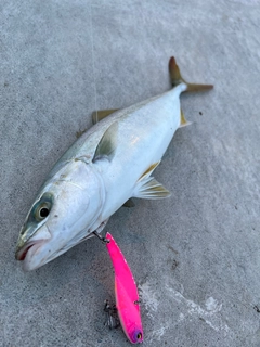 ワカシの釣果