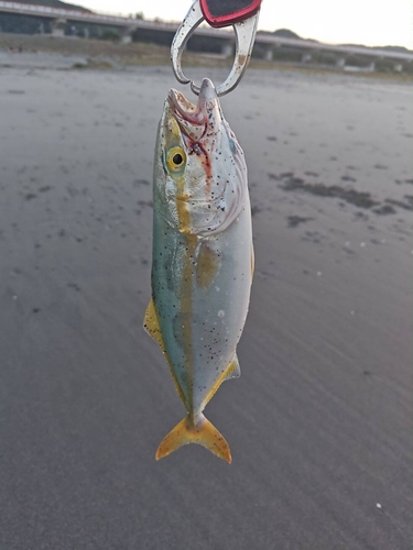 ショゴの釣果