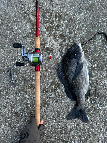 クロダイの釣果