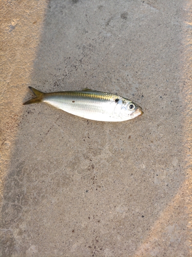 サッパの釣果