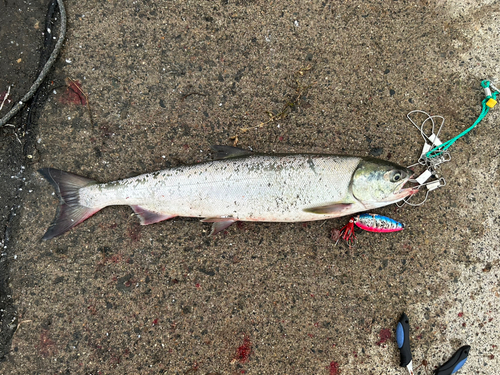 サケの釣果