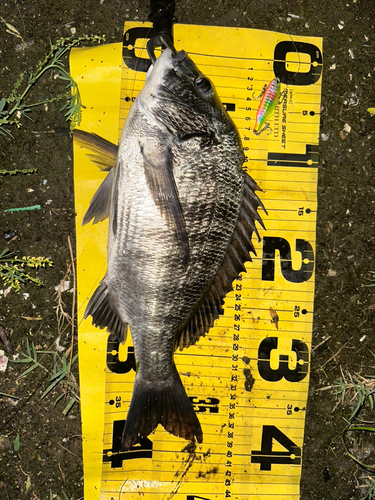 クロダイの釣果