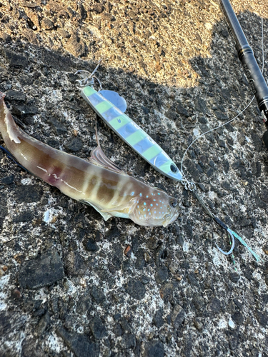 イトヒキハゼの釣果