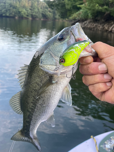 ブラックバスの釣果