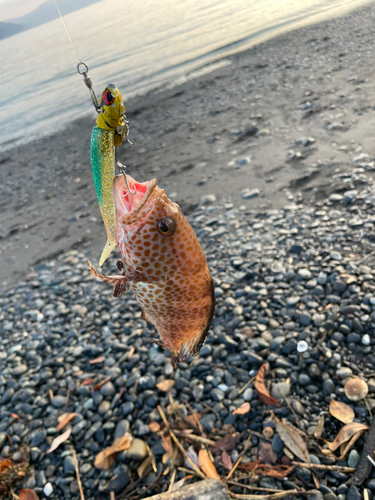 オオモンハタの釣果