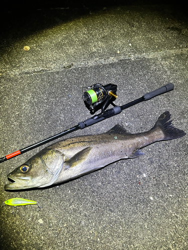 シーバスの釣果