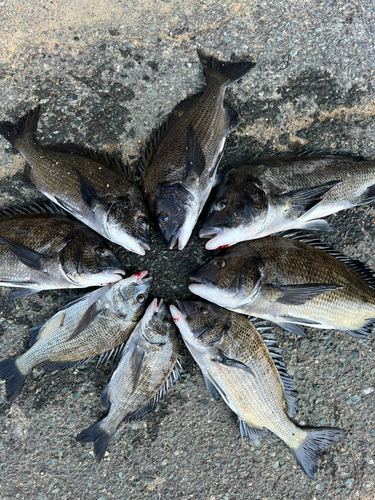 クロダイの釣果