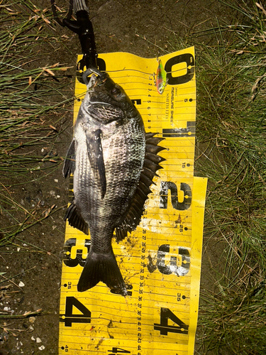 クロダイの釣果