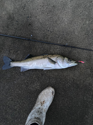 スズキの釣果