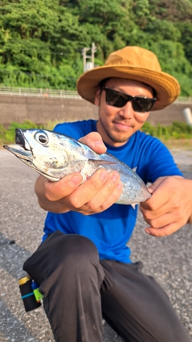 マルソウダの釣果