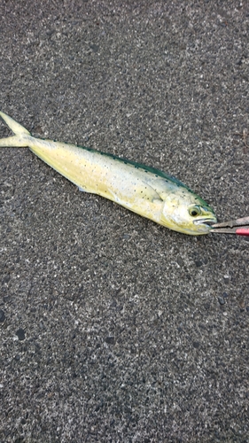 ソウダガツオの釣果