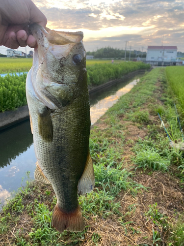 ブラックバスの釣果