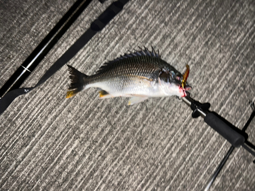 キビレの釣果