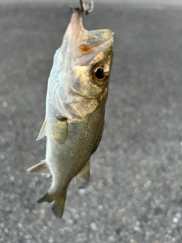 セイゴ（マルスズキ）の釣果