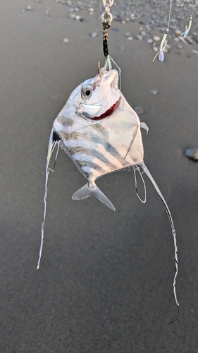 イトヒキアジの釣果