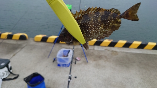 アイゴの釣果