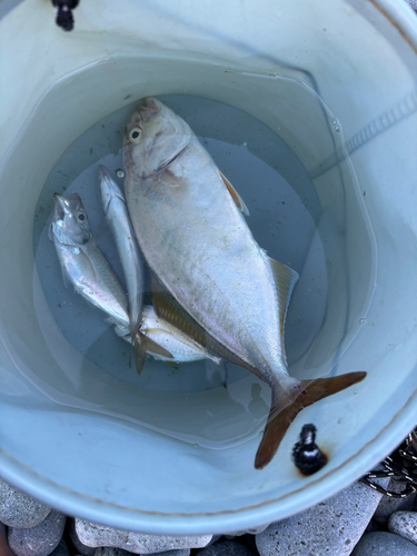 ショゴの釣果