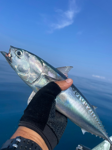 ソウダガツオの釣果