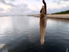 ハゼの釣果