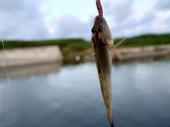 ハゼの釣果