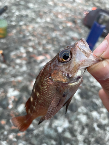 エゾメバルの釣果