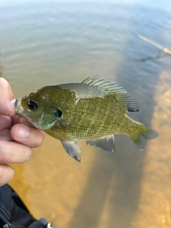 ブルーギルの釣果