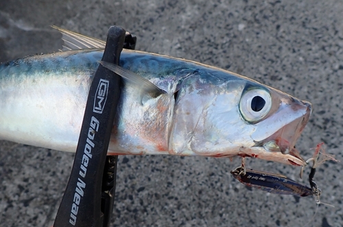 マサバの釣果