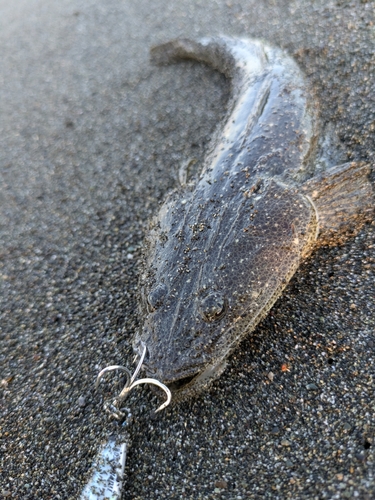 マゴチの釣果