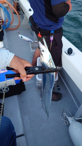 タチウオの釣果