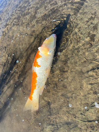 コイの釣果