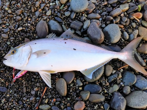 ショゴの釣果