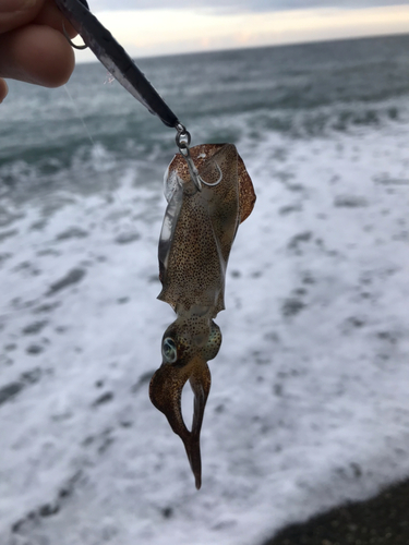 シオの釣果