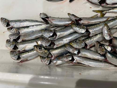 マイワシの釣果