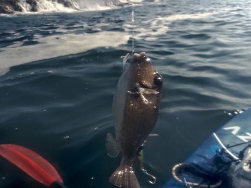 ハコフグの釣果