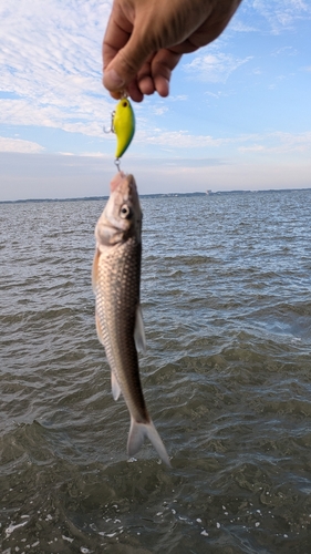 ニゴイの釣果