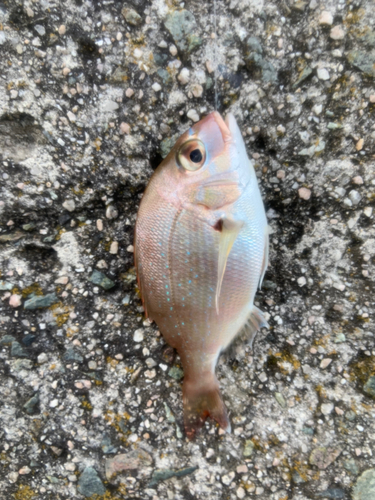 タイの釣果