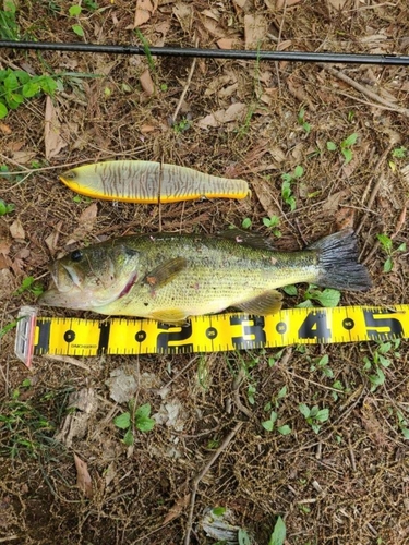 ブラックバスの釣果