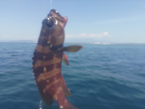 ハタの釣果