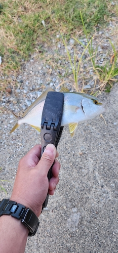 オオモンハタの釣果