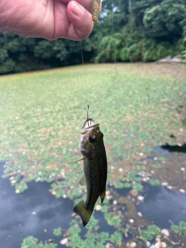 ブラックバスの釣果