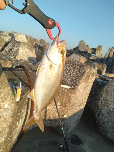 ショゴの釣果