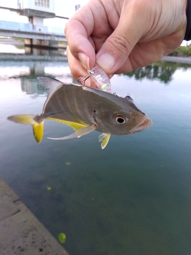 メッキの釣果