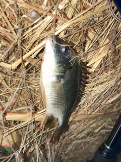 キチヌの釣果