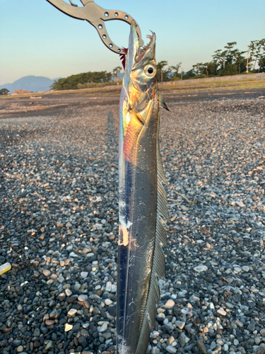 タチウオの釣果