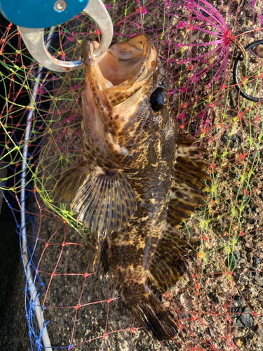 ムラソイの釣果