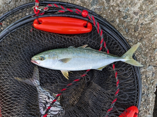 ワカシの釣果